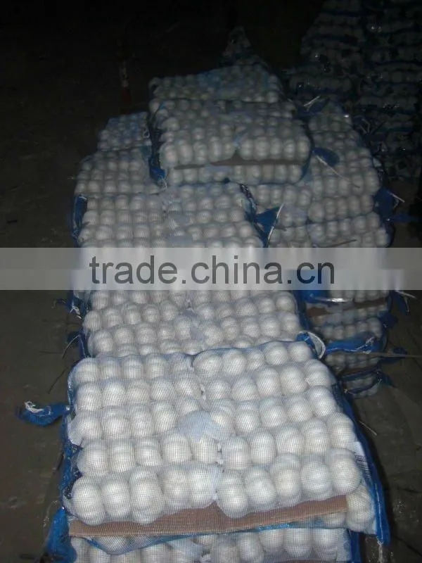 Normal Fresh White Garlic