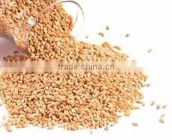vital wheat gluten