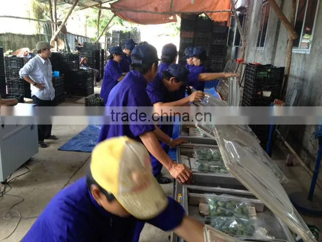 Fresh betel nut