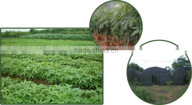 5 braided mini pachira macrocarpa aquatica bonsai money tree plant indoor ornamental decorative potted plants nursery