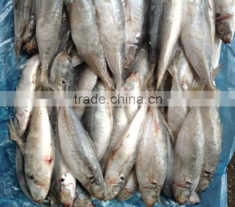 Import frozen meat round scad fish 16pcs/kg in China 2014 new offer