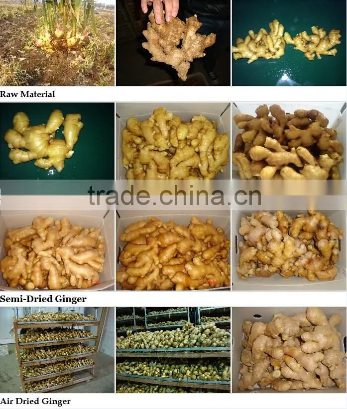 Professional chinese fresh ginger wholesale