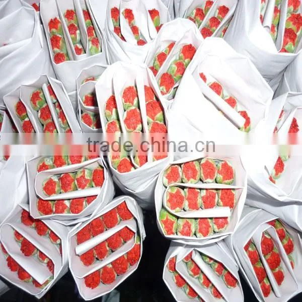 best quality fresh carnation flower with low price