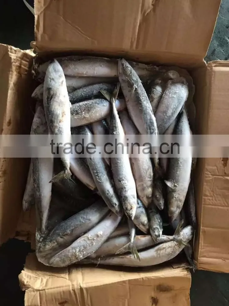 High quality machine grade japanese pacific mackerel with A Discount