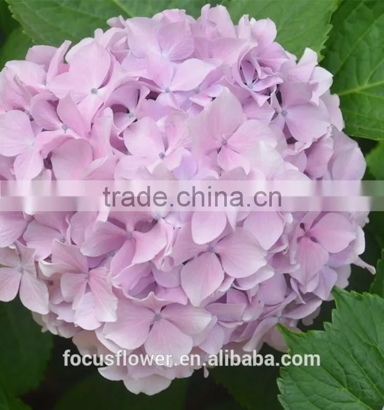 Fresh Artifical Light Pink Hydrangea For Export