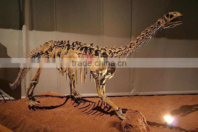 HLT Handmade Dinosaur Skeleton Fossil of Bellusaurus