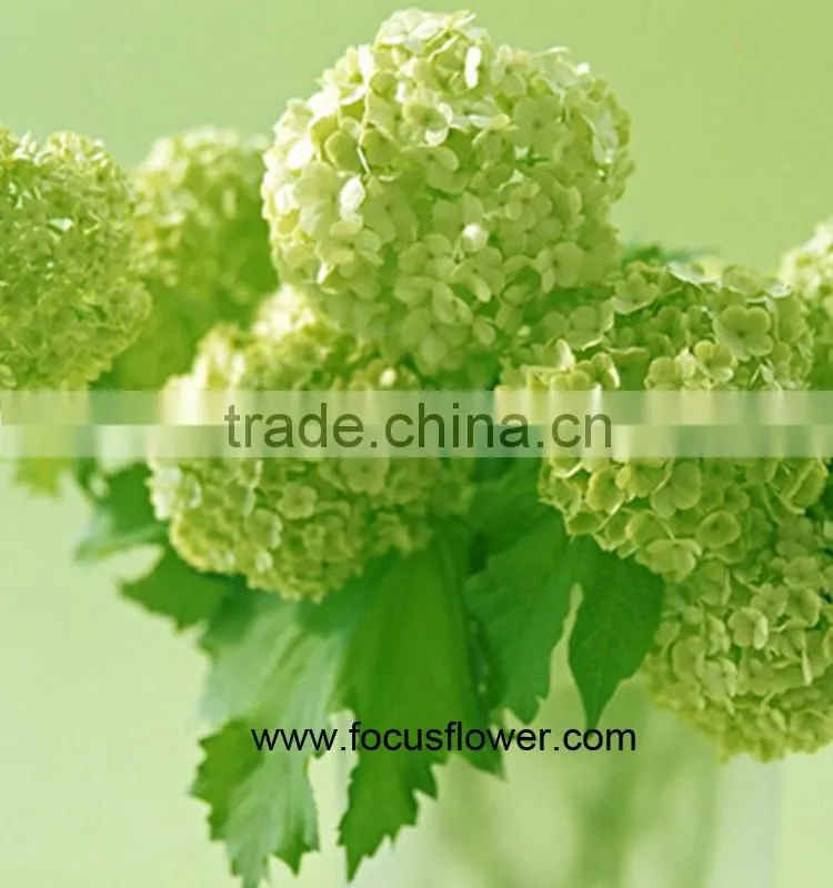 Hot Selling Fresh Cut Hydrangea With 50cm Long Stem