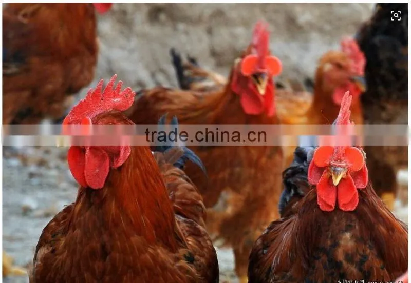 chick glasses poultry glasses middle size protecting glasses large size