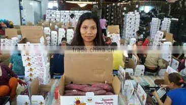 Viet Nam Sweet Potato