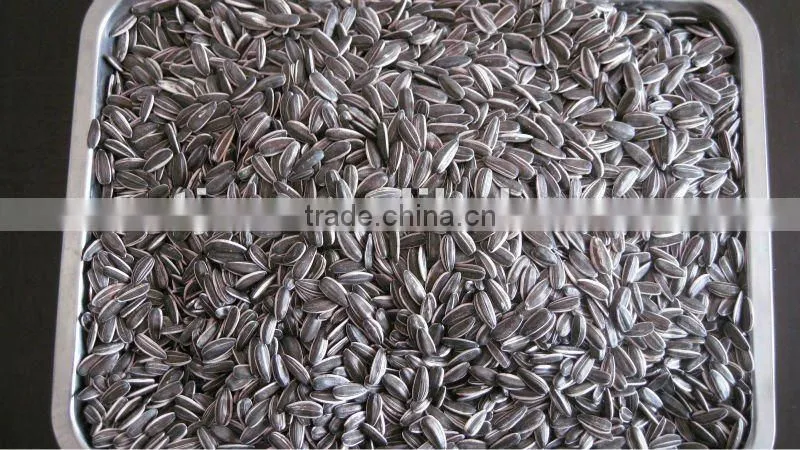 top quality Sunflower seed 5009: 20/64, 22/64, 24/64