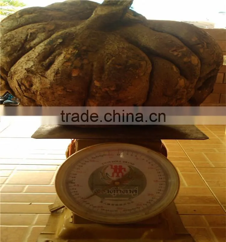 Thailand Pueraria mirifica Breast enhancement tea|naturaful breast enhancement