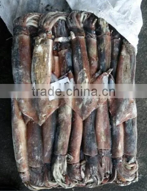 Frozen argentina squid