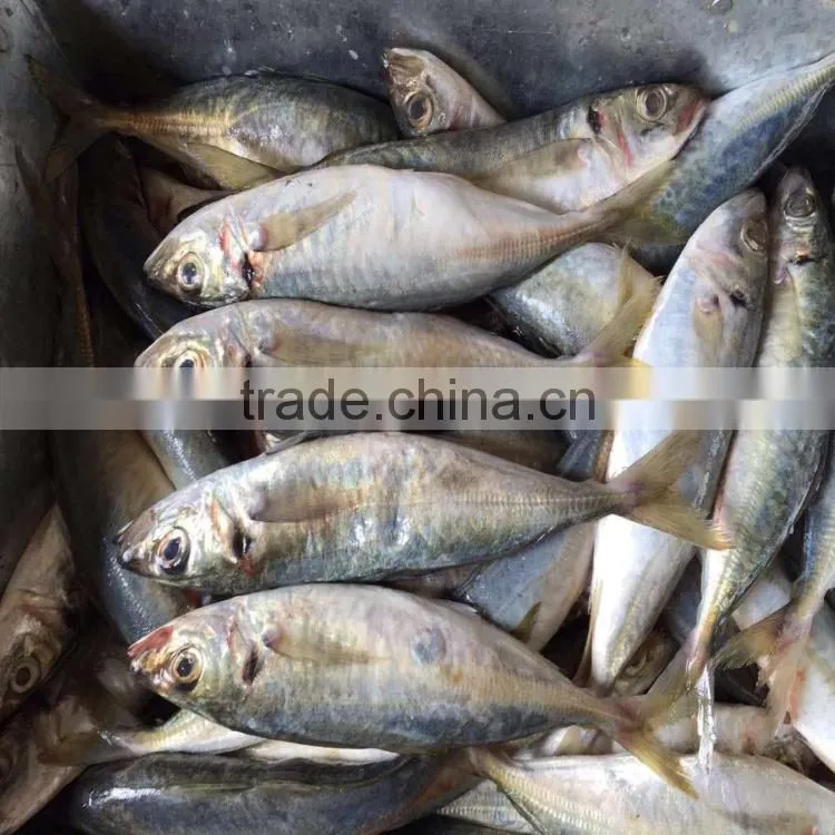 Frozen scad whole round frozen blue mackerel scad 6/8 pcs