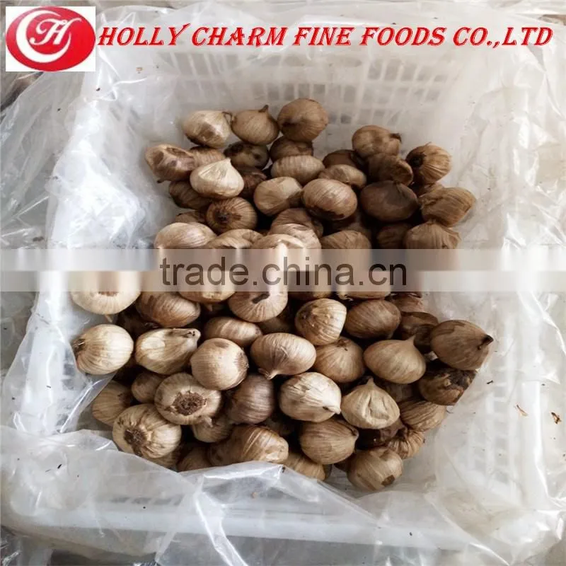 Manufacturer supply best price high quality solo black garlic