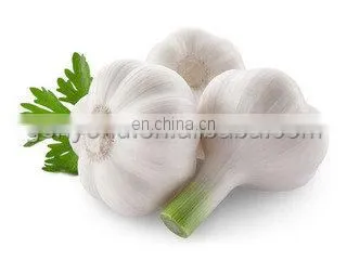 High efficiency automatic fresh garlic root cutting machine