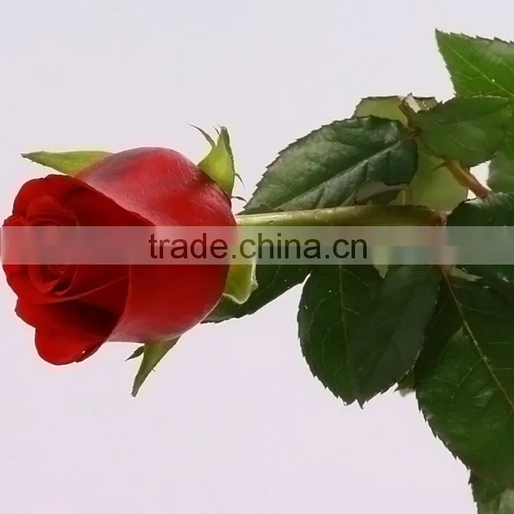 Alibaba china Crazy Selling china fresh black magic rose flower