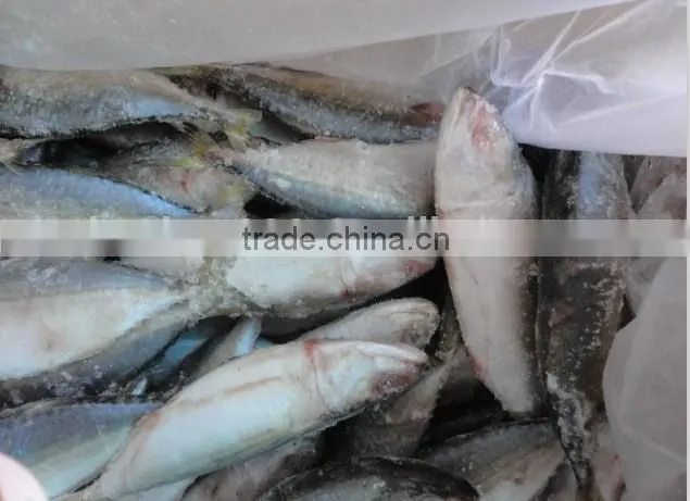 live fresh frozen seafood indian mackerel fish wholesale supplier