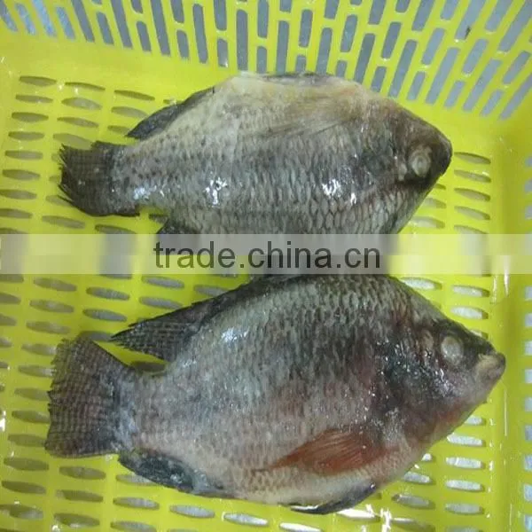Frozen Fish Tilapia