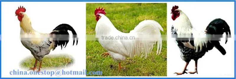 Poultry Slaughtering Equipment in Slaughtering Equipment/Poultry Slaughter