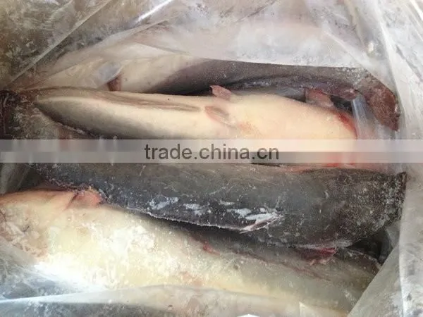 Fresh catfish frozen on sale