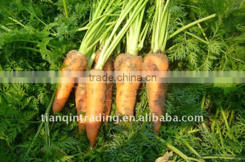 chinese carrot