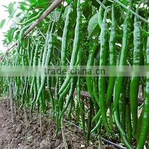 High Yield Long Pepper Seeds chinese vegetable seeds for growing-Xin Guan No.3