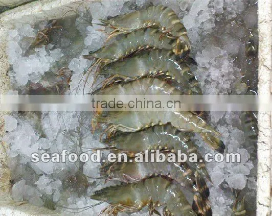 Vannamei shrimp