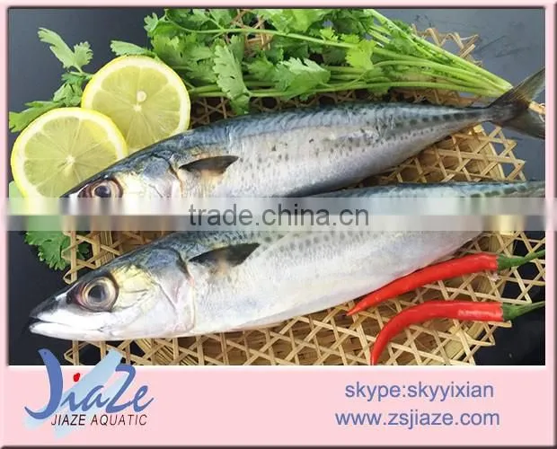 Hot sale Frozen Mackerel Whole Round Fish