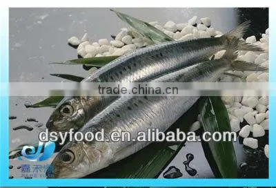 frozen fresh sardine