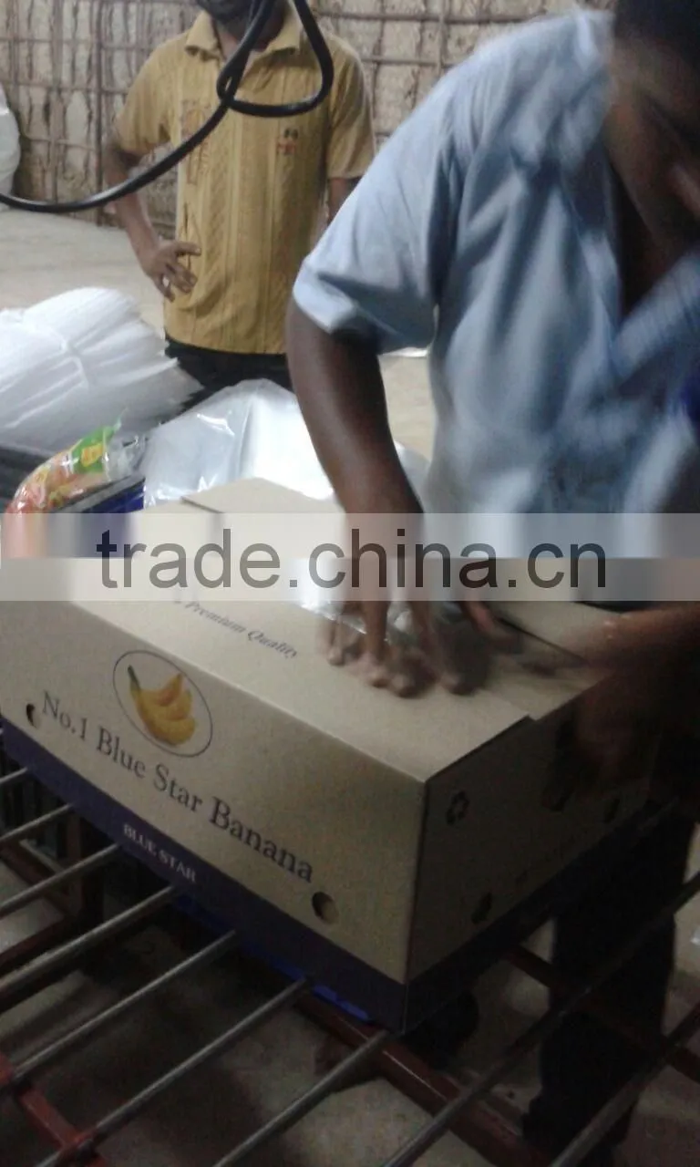 Green fresh Cavendish Banana from India