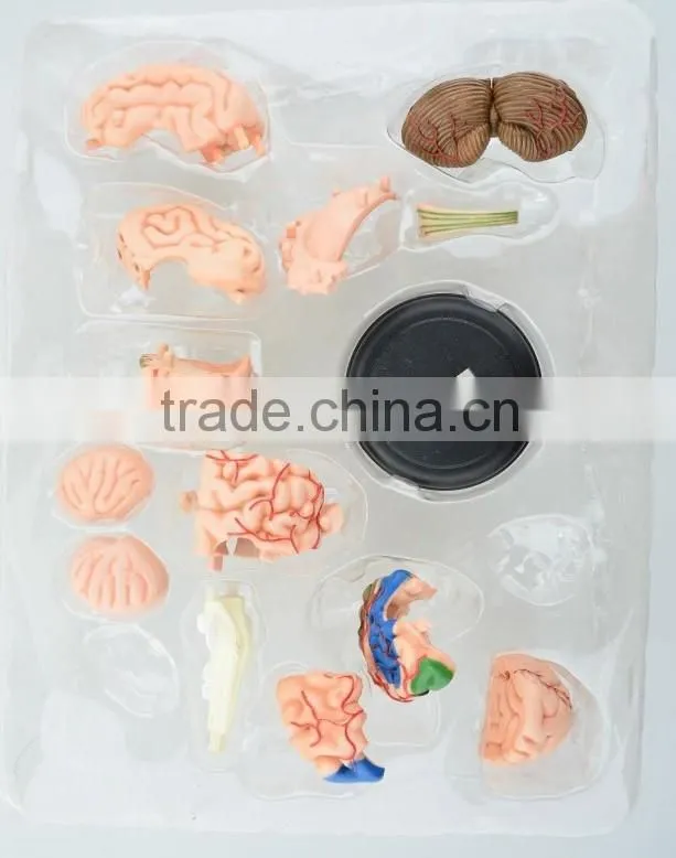 V-HM04 4D MASTER Human brain structure model
