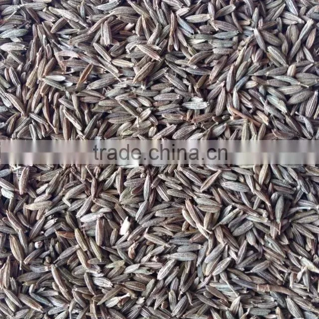 Fennel seed with good quality from CHINA for sale