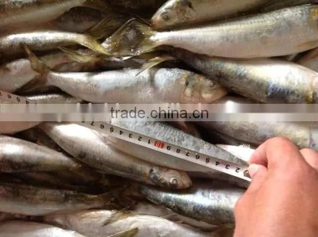 Size 8-10 pcs/kg Frozen Sardine Whole