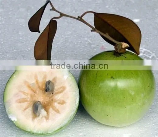 Viet Nam chrysophyllum cainino
