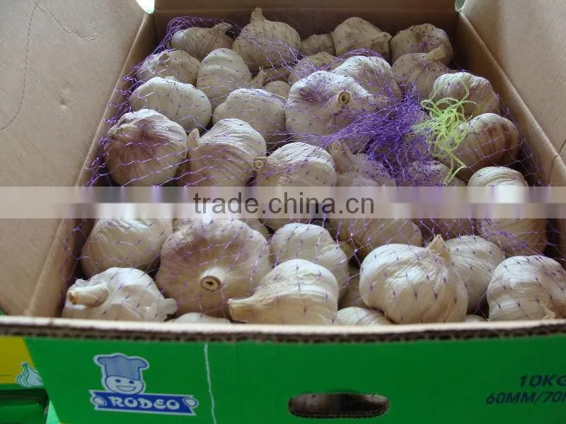 2016 crop fresh garlic