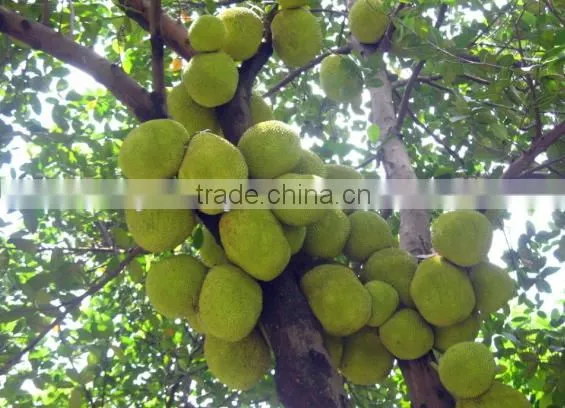Big friut jackfruit fruit Seeds artocarpus heterophyllus seeds For planting