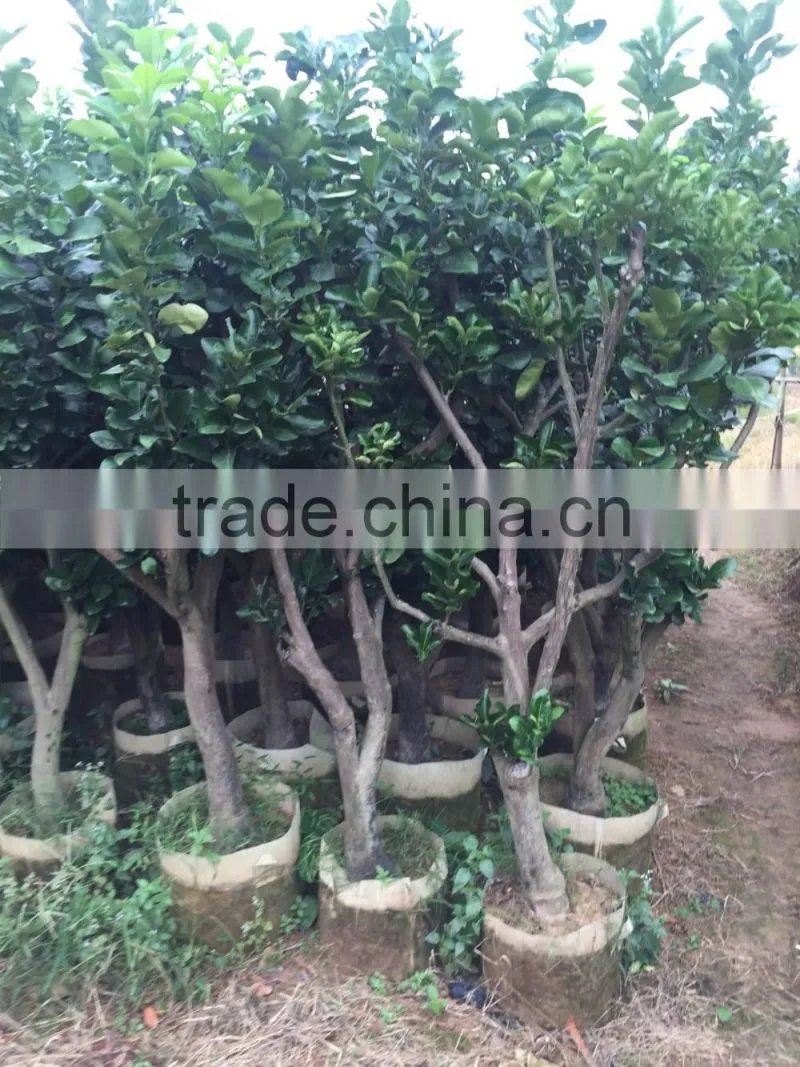 pomelo fruit tree