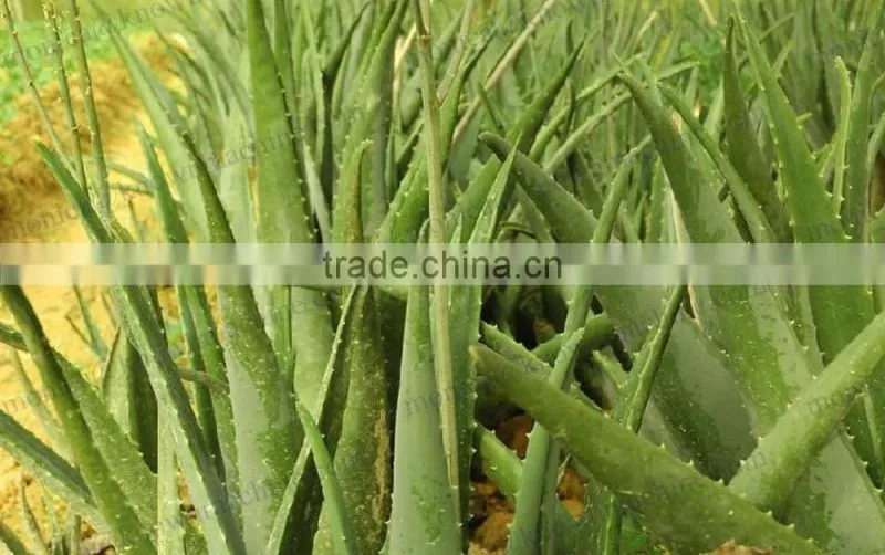 Aloe dices cutting machine/aloe dicing machine/automatic aloe dicing machine