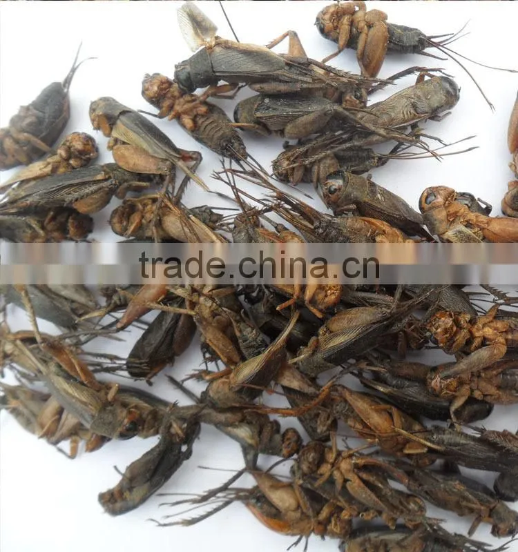 high protein dry crickets for bird food