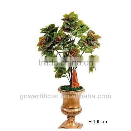 ficus microcarpa bonsai bonsai tree indoor plant GNW G142