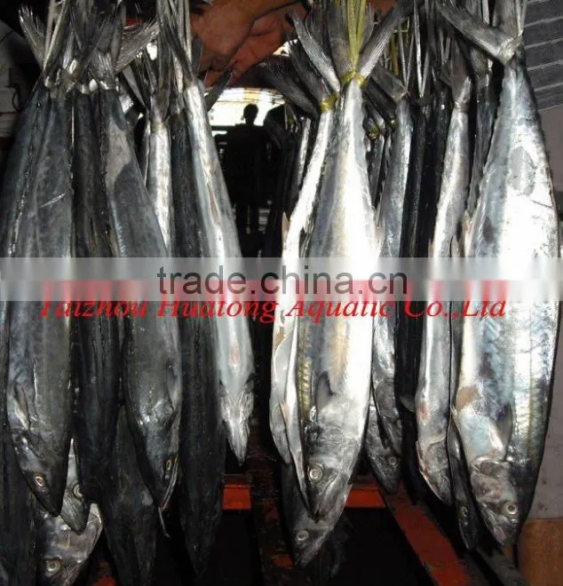 Spanish mackerel fillet
