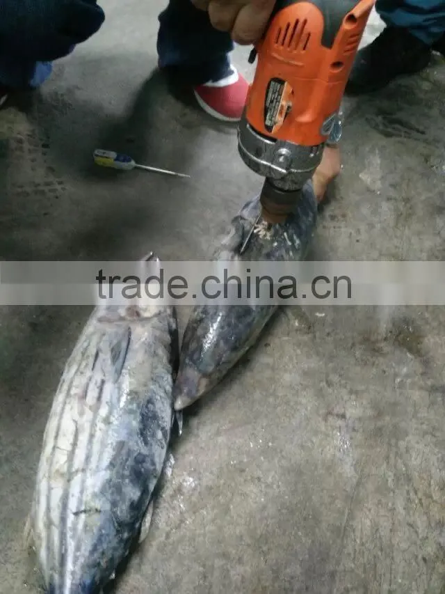 seafrozen Skipjack tuna Whole Round skipjack fish
