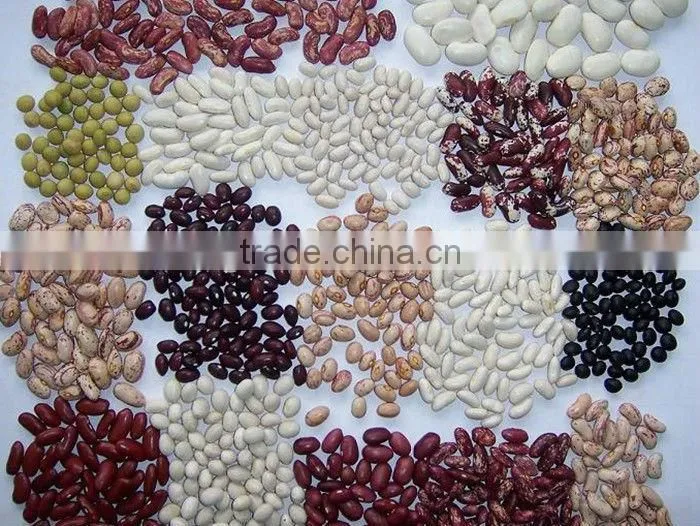 2015 new crop the british red kidney beans from China