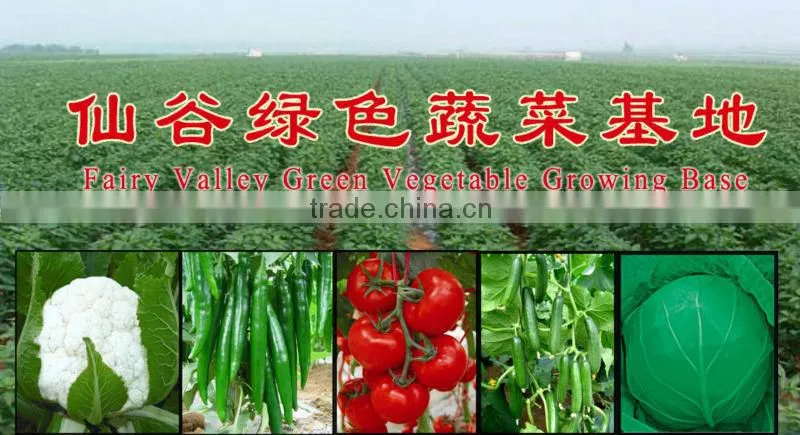 Hybrid F1 Indeterminate growth Cold Resistance Good Firmness Pink Heirloom Tomatoes Seeds For Growing- New Noble