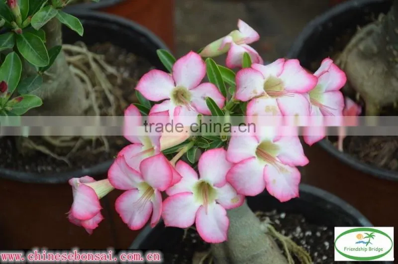 desert rose