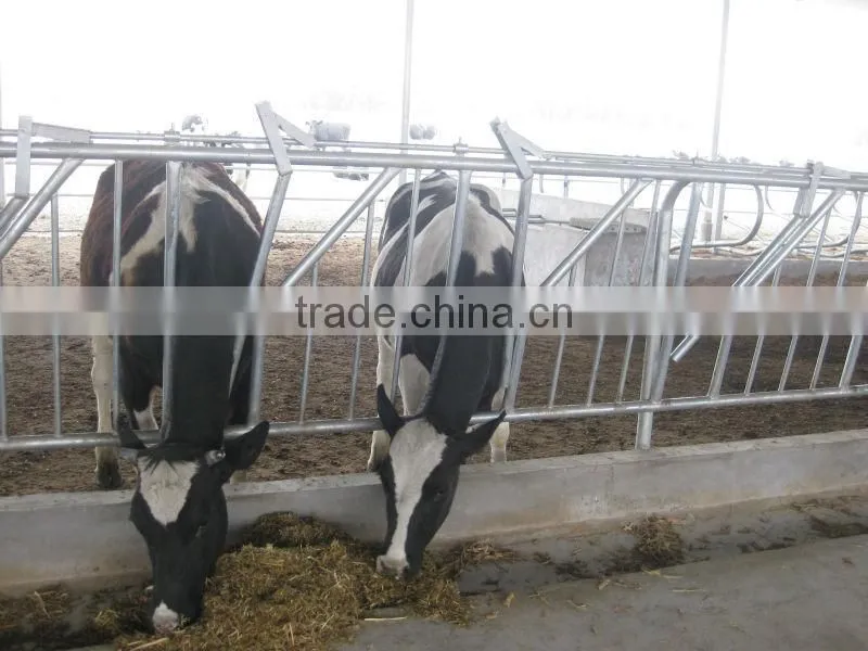 cow headlock feeder