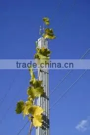 grape post