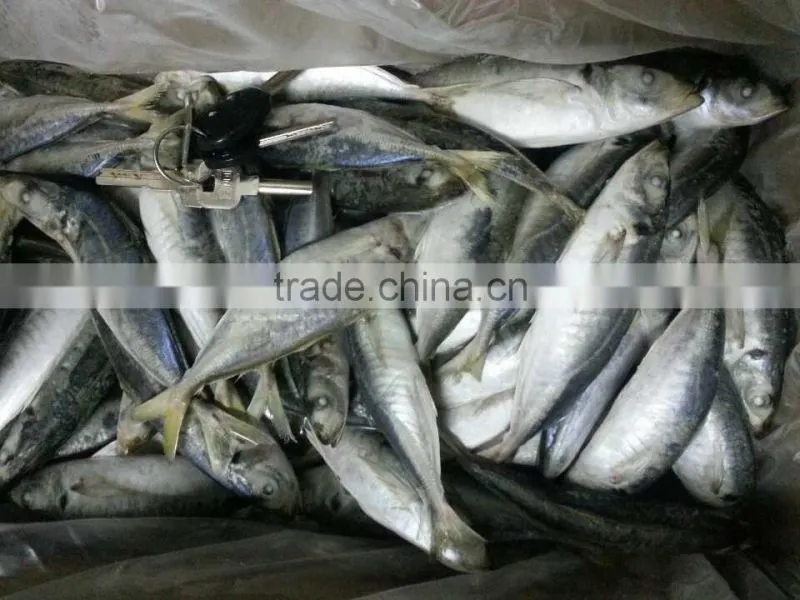 Sea Frozen Horse Mackerel