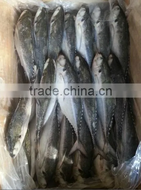 high quality jack mackerel frozen seafood product