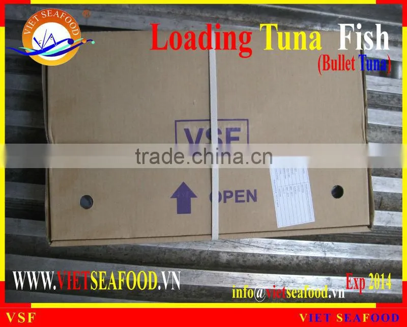 LOADING WHOLE ROUND BULLET TUNA